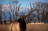 Winter Elk-1